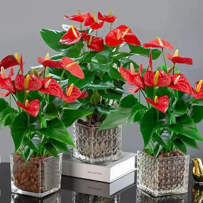 Loài hoa "nồi đồng cối đá" nở thông 365 ngày: Muốn chồng thăng quan tiến chức, tiền vào như nước nhất định phải rước về- Ảnh 11.