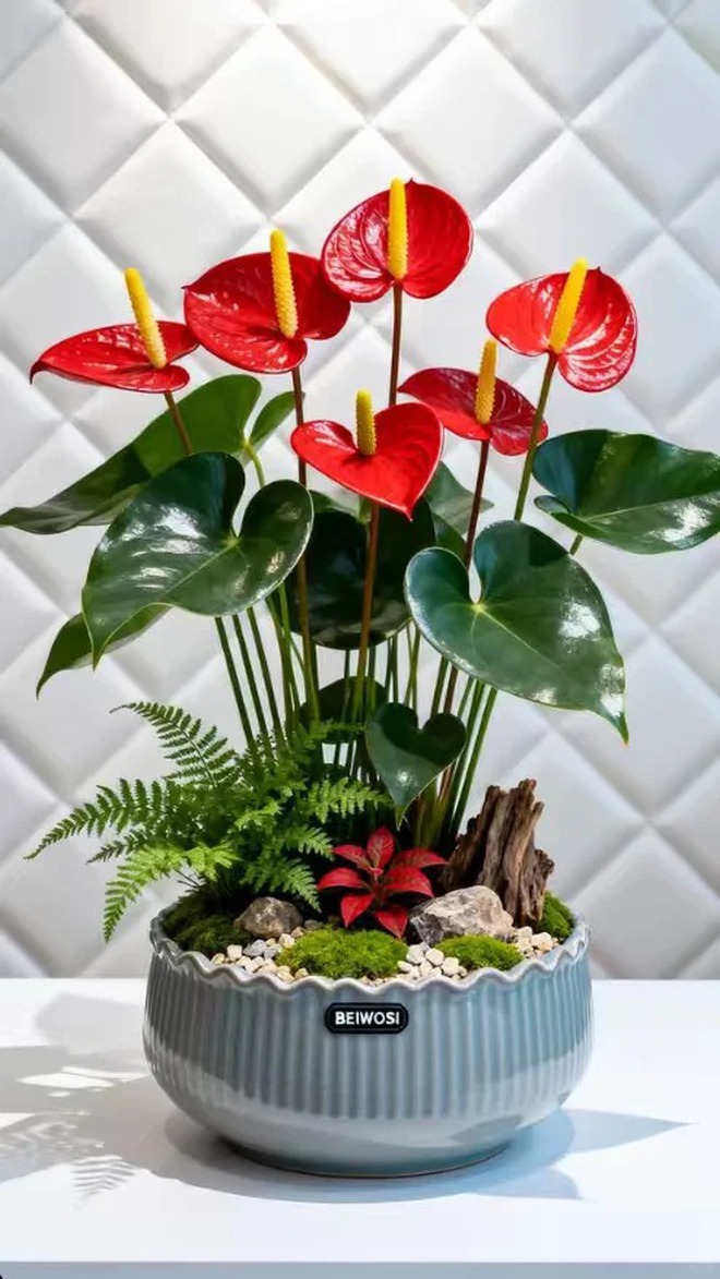 Loài hoa "nồi đồng cối đá" nở thông 365 ngày: Muốn chồng thăng quan tiến chức, tiền vào như nước nhất định phải rước về- Ảnh 13.