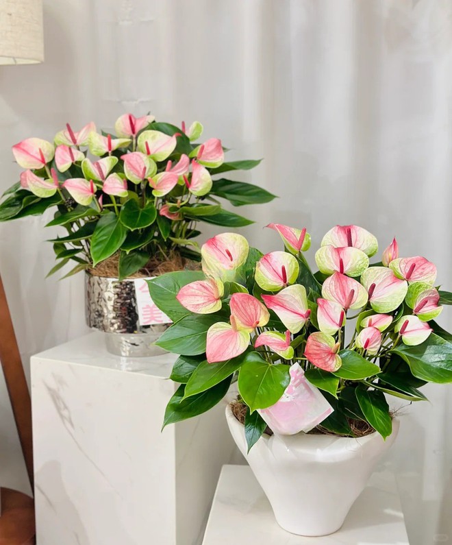 Loài hoa "nồi đồng cối đá" nở thông 365 ngày: Muốn chồng thăng quan tiến chức, tiền vào như nước nhất định phải rước về- Ảnh 15.