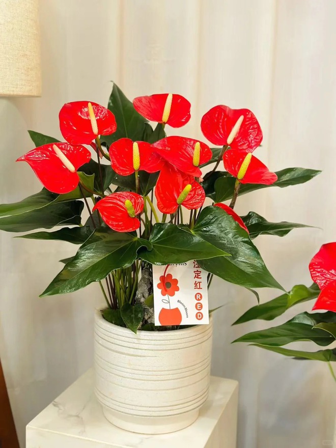 Loài hoa "nồi đồng cối đá" nở thông 365 ngày: Muốn chồng thăng quan tiến chức, tiền vào như nước nhất định phải rước về- Ảnh 2.