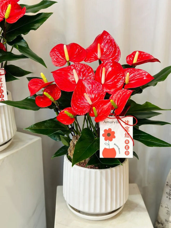 Loài hoa "nồi đồng cối đá" nở thông 365 ngày: Muốn chồng thăng quan tiến chức, tiền vào như nước nhất định phải rước về- Ảnh 3.