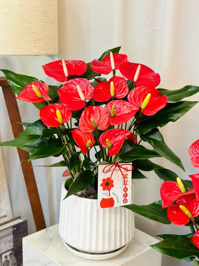 Loài hoa "nồi đồng cối đá" nở thông 365 ngày: Muốn chồng thăng quan tiến chức, tiền vào như nước nhất định phải rước về- Ảnh 4.