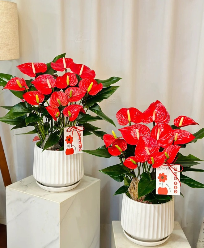 Loài hoa "nồi đồng cối đá" nở thông 365 ngày: Muốn chồng thăng quan tiến chức, tiền vào như nước nhất định phải rước về- Ảnh 5.