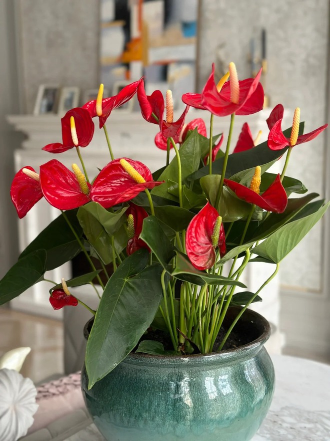 Loài hoa "nồi đồng cối đá" nở thông 365 ngày: Muốn chồng thăng quan tiến chức, tiền vào như nước nhất định phải rước về- Ảnh 6.