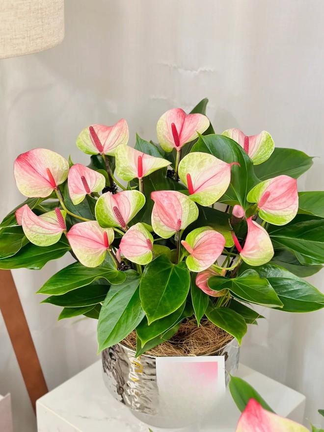 Loài hoa "nồi đồng cối đá" nở thông 365 ngày: Muốn chồng thăng quan tiến chức, tiền vào như nước nhất định phải rước về- Ảnh 16.