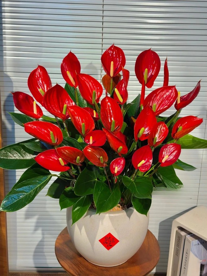 Loài hoa "nồi đồng cối đá" nở thông 365 ngày: Muốn chồng thăng quan tiến chức, tiền vào như nước nhất định phải rước về- Ảnh 17.