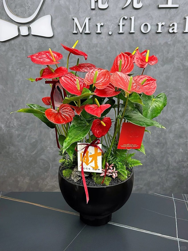 Loài hoa "nồi đồng cối đá" nở thông 365 ngày: Muốn chồng thăng quan tiến chức, tiền vào như nước nhất định phải rước về- Ảnh 18.