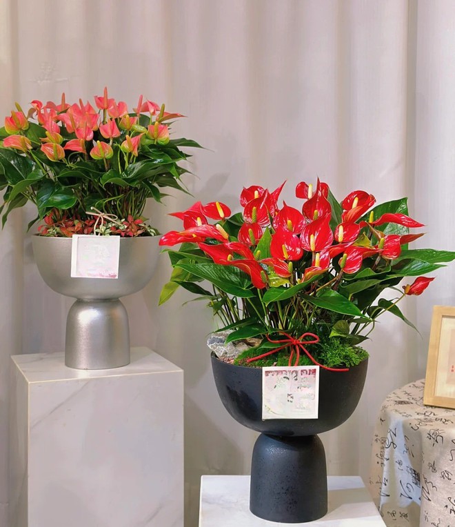 Loài hoa "nồi đồng cối đá" nở thông 365 ngày: Muốn chồng thăng quan tiến chức, tiền vào như nước nhất định phải rước về- Ảnh 19.