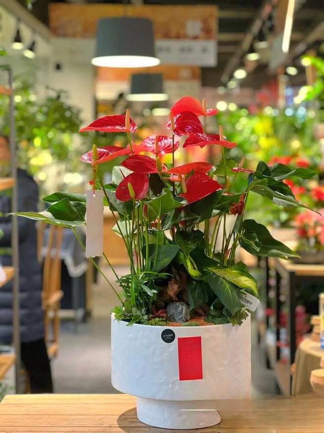 Loài hoa "nồi đồng cối đá" nở thông 365 ngày: Muốn chồng thăng quan tiến chức, tiền vào như nước nhất định phải rước về- Ảnh 20.