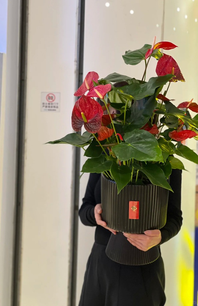 Loài hoa "nồi đồng cối đá" nở thông 365 ngày: Muốn chồng thăng quan tiến chức, tiền vào như nước nhất định phải rước về- Ảnh 21.