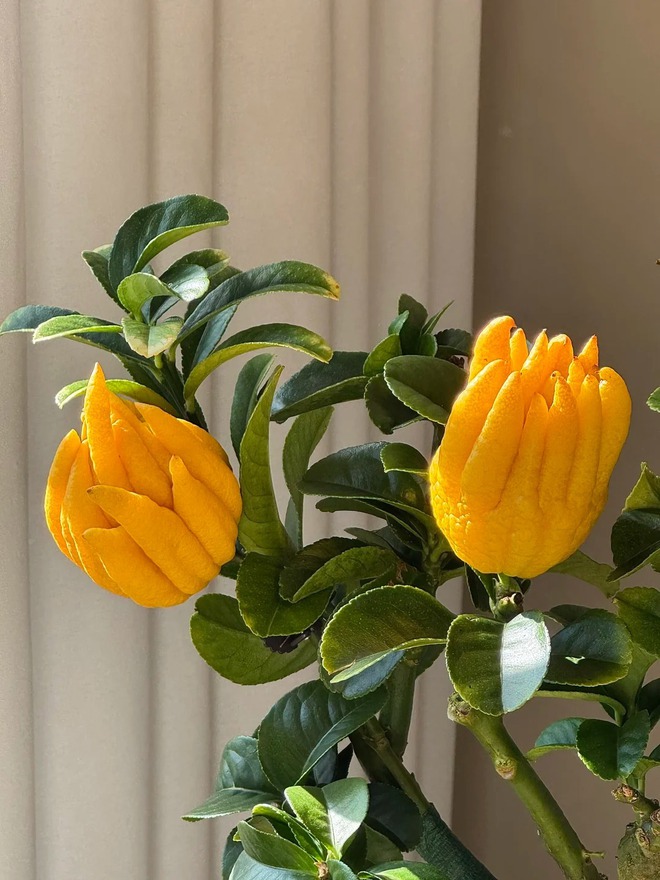 Cây cảnh "quý hơn vàng ròng": Quả óng ánh, dáng tay Phật, nhà giàu đua nhau săn chơi Tết- Ảnh 4.