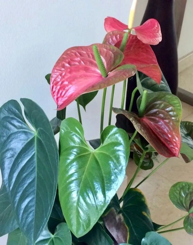 Tết rước 1 chậu cây này về nhà: Vận tiền bạc, chức vị đều "lên hương"- Ảnh 7.