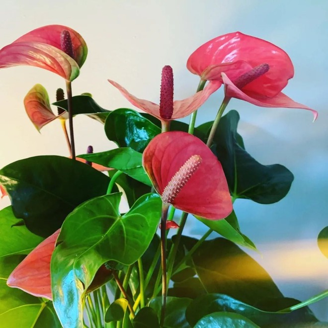 Tết rước 1 chậu cây này về nhà: Vận tiền bạc, chức vị đều "lên hương"- Ảnh 3.