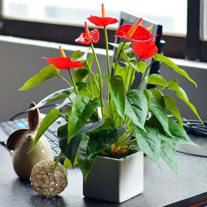 Tết rước 1 chậu cây này về nhà: Vận tiền bạc, chức vị đều "lên hương"- Ảnh 4.