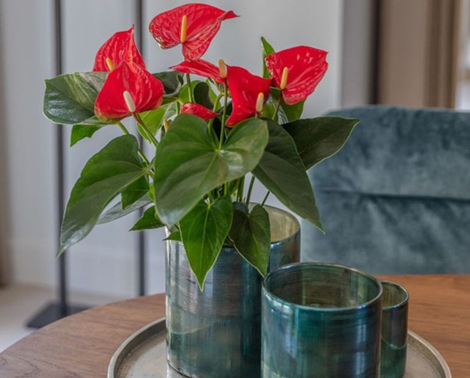 Tết rước 1 chậu cây này về nhà: Vận tiền bạc, chức vị đều "lên hương"- Ảnh 6.