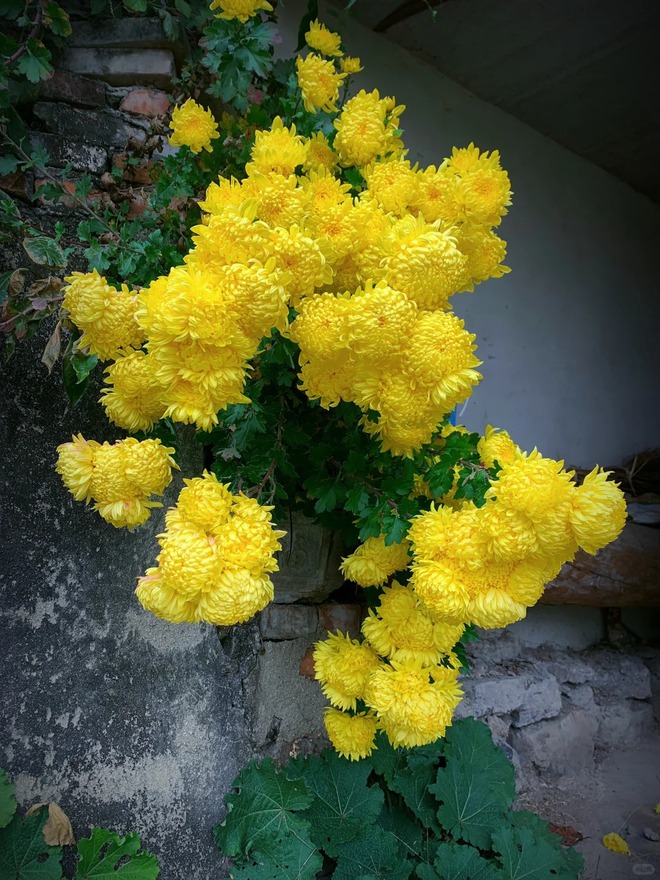 Kh&ocirc;ng chỉ đẹp, đ&acirc;y l&agrave; l&yacute; do người xưa dặn nhất định phải b&agrave;y hoa c&uacute;c ng&agrave;y Tết để gọi 