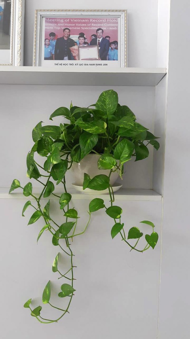 3 loại cây cát lành dễ trồng, đặt góc nào cũng tốt cho sức khỏe- Ảnh 5. 3 loại cây cát lành dễ trồng, đặt góc nào cũng tốt cho sức khỏe- Ảnh 5.