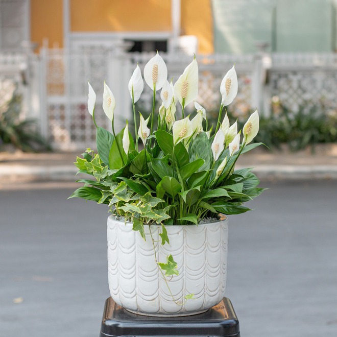 3 loại cây cát lành dễ trồng, đặt góc nào cũng tốt cho sức khỏe- Ảnh 6. 3 loại cây cát lành dễ trồng, đặt góc nào cũng tốt cho sức khỏe- Ảnh 6.