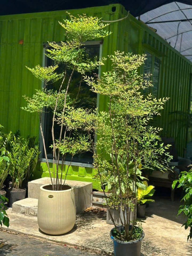 Loài cây phong thủy lúc xanh lúc đỏ: Trồng một chậu trong nhà, may mắn tự ghé cửa- Ảnh 1. Loài cây phong thủy lúc xanh lúc đỏ: Trồng một chậu trong nhà, may mắn tự ghé cửa- Ảnh 1.