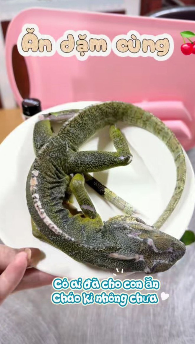 Sợ xanh mặt với thực đơn ăn dặm của 1 mẹ bỉm: Nấu cháo cho con bằng thịt... kỳ nhông- Ảnh 2. Sợ xanh mặt với thực đơn ăn dặm của 1 mẹ bỉm: Nấu cháo cho con bằng thịt... kỳ nhông- Ảnh 2.