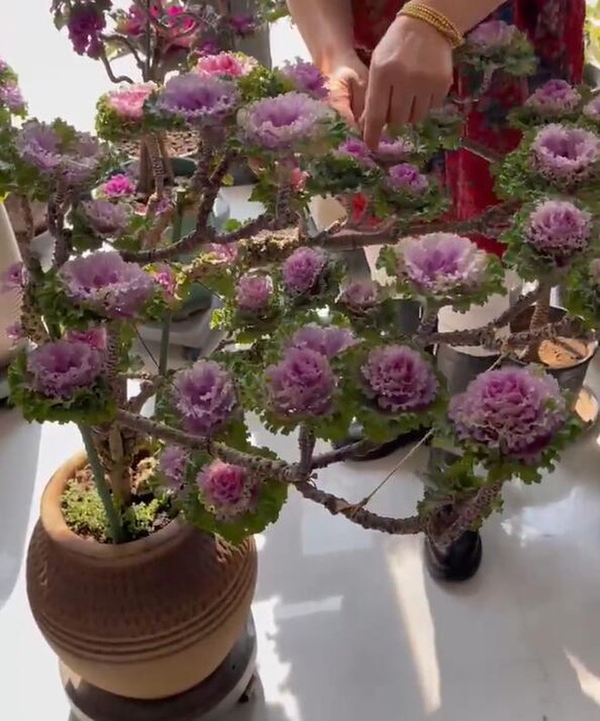 Bức ảnh rau cải bắp khó tin nhất trên đời! - Ảnh 4. Bức ảnh rau cải bắp khó tin nhất trên đời! - Ảnh 4.