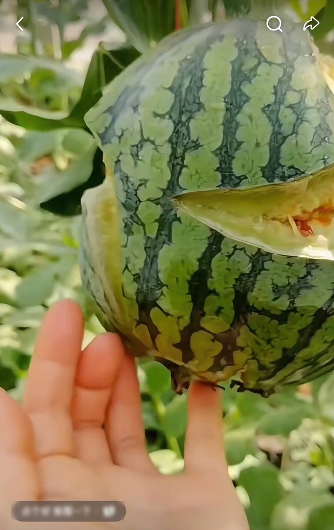 Ra ruộng bỗng phát hiện quả dưa hấu đã "nổ tung", ruột màu xanh kì quặc, anh nông dân bất ngờ khi biết lý do- Ảnh 1. Ra ruộng bỗng phát hiện quả dưa hấu đã "nổ tung", ruột màu xanh kì quặc, anh nông dân bất ngờ khi biết lý do- Ảnh 1.