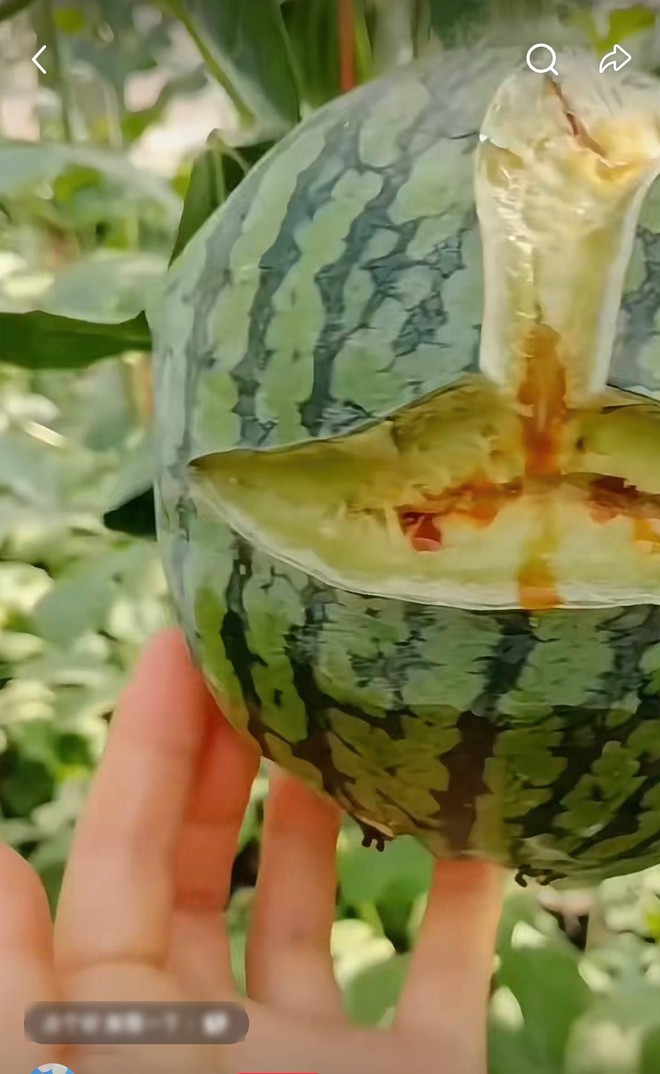 Ra ruộng bỗng phát hiện quả dưa hấu đã "nổ tung", ruột màu xanh kì quặc, anh nông dân bất ngờ khi biết lý do- Ảnh 2. Ra ruộng bỗng phát hiện quả dưa hấu đã "nổ tung", ruột màu xanh kì quặc, anh nông dân bất ngờ khi biết lý do- Ảnh 2.