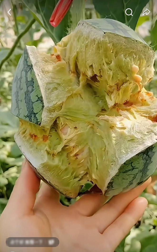Ra ruộng bỗng phát hiện quả dưa hấu đã "nổ tung", ruột màu xanh kì quặc, anh nông dân bất ngờ khi biết lý do- Ảnh 3. Ra ruộng bỗng phát hiện quả dưa hấu đã "nổ tung", ruột màu xanh kì quặc, anh nông dân bất ngờ khi biết lý do- Ảnh 3.