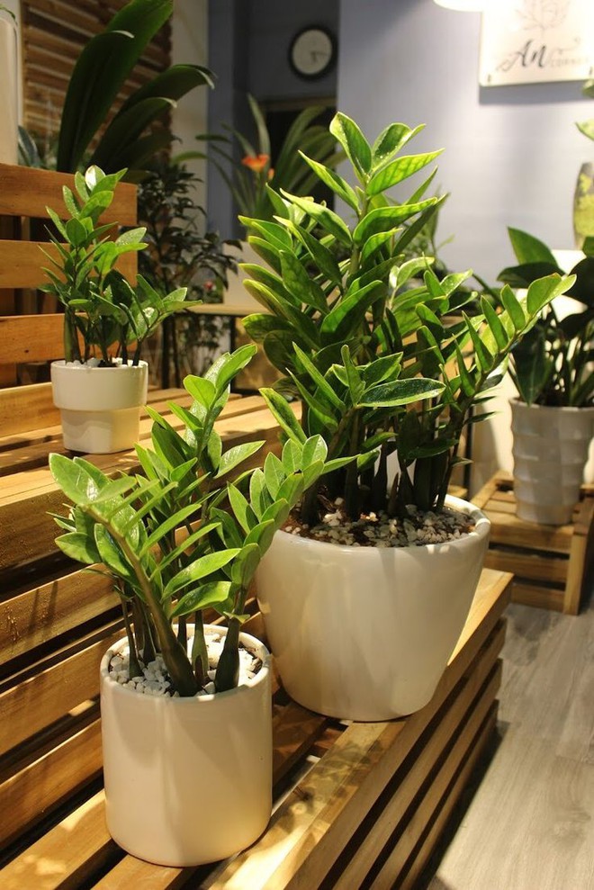 Nhà giàu thường đặt 6 loại cây này để trấn giữ của cải, biến nguy thành an, mở đường cho tài vận- Ảnh 3. Nhà giàu thường đặt 6 loại cây này để trấn giữ của cải, biến nguy thành an, mở đường cho tài vận- Ảnh 3.