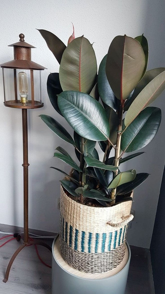 Nhà giàu thường đặt 6 loại cây này để trấn giữ của cải, biến nguy thành an, mở đường cho tài vận- Ảnh 8. Nhà giàu thường đặt 6 loại cây này để trấn giữ của cải, biến nguy thành an, mở đường cho tài vận- Ảnh 8.