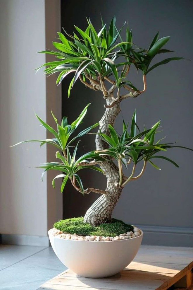 Nhà giàu thường đặt 6 loại cây này để trấn giữ của cải, biến nguy thành an, mở đường cho tài vận- Ảnh 14. Nhà giàu thường đặt 6 loại cây này để trấn giữ của cải, biến nguy thành an, mở đường cho tài vận- Ảnh 14.