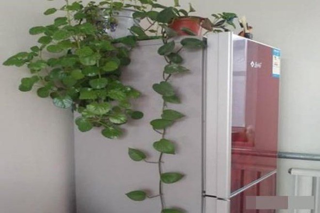 Sau khi "lãnh đủ" hóa đơn tiền điện tăng vọt, tôi xin thề KHÔNG đặt 3 thứ này lên nóc tủ lạnh nữa!- Ảnh 5. Sau khi "lãnh đủ" hóa đơn tiền điện tăng vọt, tôi xin thề KHÔNG đặt 3 thứ này lên nóc tủ lạnh nữa!- Ảnh 5.