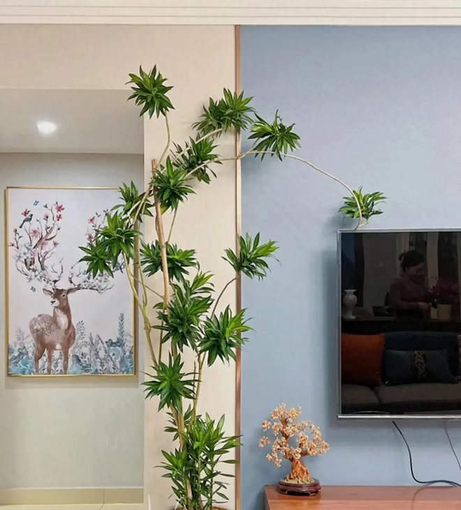 Nhà giàu thường đặt 6 loại cây này để trấn giữ của cải, biến nguy thành an, mở đường cho tài vận- Ảnh 13. Nhà giàu thường đặt 6 loại cây này để trấn giữ của cải, biến nguy thành an, mở đường cho tài vận- Ảnh 13.