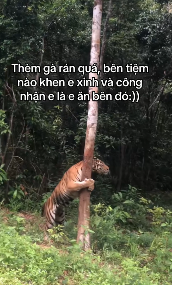 Khi KFC, Jollibee phải “đối đầu” content cợt nhả: Chuyên gia lật tẩy điều bạn không nghĩ tới- Ảnh 6. Khi KFC, Jollibee phải “đối đầu” content cợt nhả: Chuyên gia lật tẩy điều bạn không nghĩ tới- Ảnh 6.