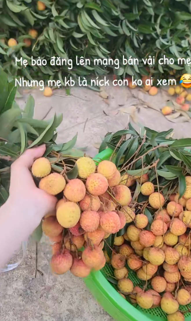 "Khối nghỉ hè" dùng TikTok rao bán vải hộ bố mẹ, 2h sáng được huy động ra vườn soi đèn thu hoạch- Ảnh 9. "Khối nghỉ hè" dùng TikTok rao bán vải hộ bố mẹ, 2h sáng được huy động ra vườn soi đèn thu hoạch- Ảnh 9.