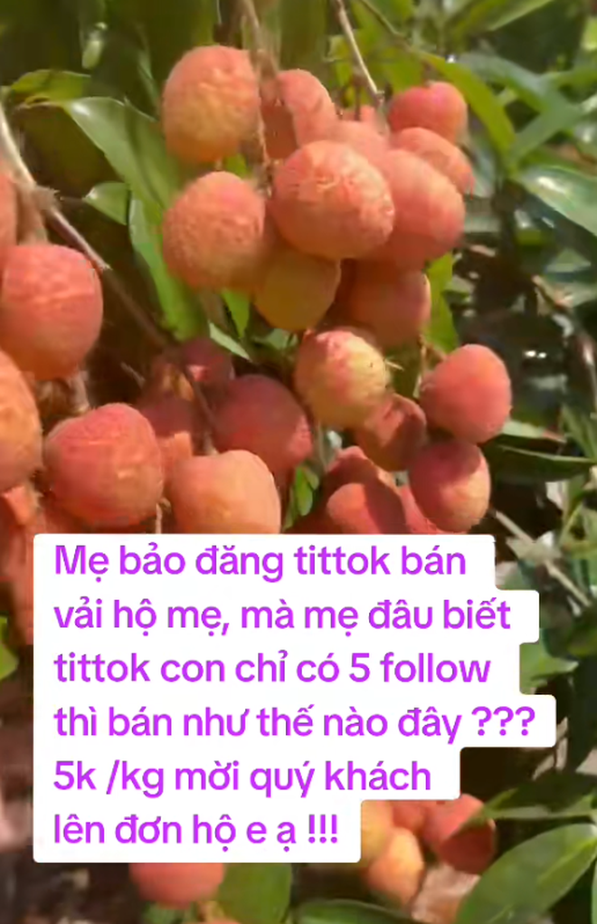 "Khối nghỉ hè" dùng TikTok rao bán vải hộ bố mẹ, 2h sáng được huy động ra vườn soi đèn thu hoạch- Ảnh 8. "Khối nghỉ hè" dùng TikTok rao bán vải hộ bố mẹ, 2h sáng được huy động ra vườn soi đèn thu hoạch- Ảnh 8.