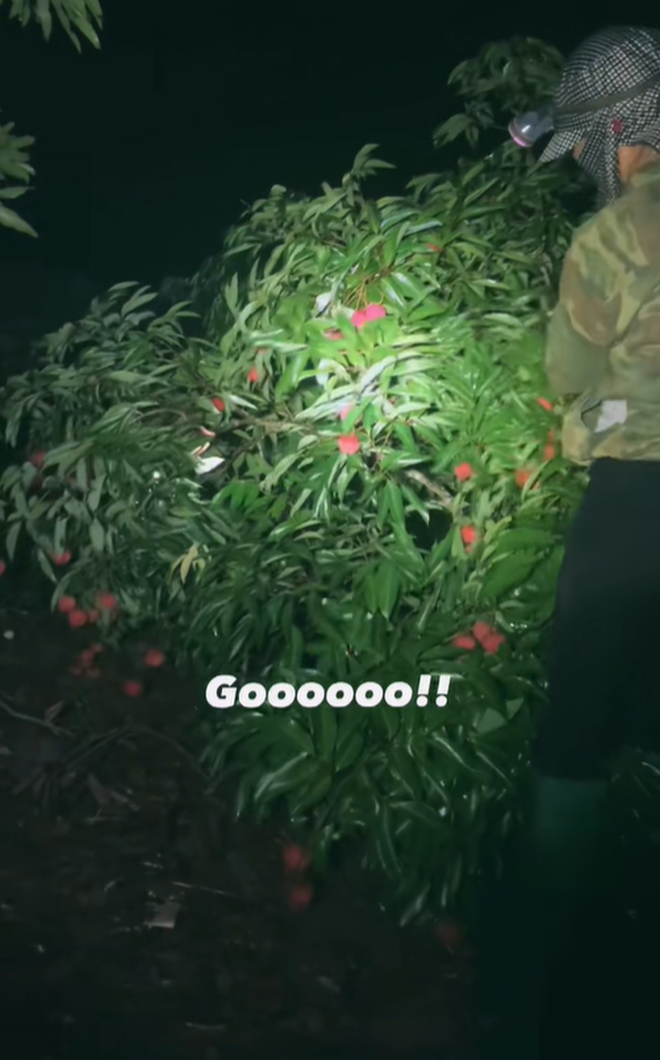 "Khối nghỉ hè" dùng TikTok rao bán vải hộ bố mẹ, 2h sáng được huy động ra vườn soi đèn thu hoạch- Ảnh 4. "Khối nghỉ hè" dùng TikTok rao bán vải hộ bố mẹ, 2h sáng được huy động ra vườn soi đèn thu hoạch- Ảnh 4.