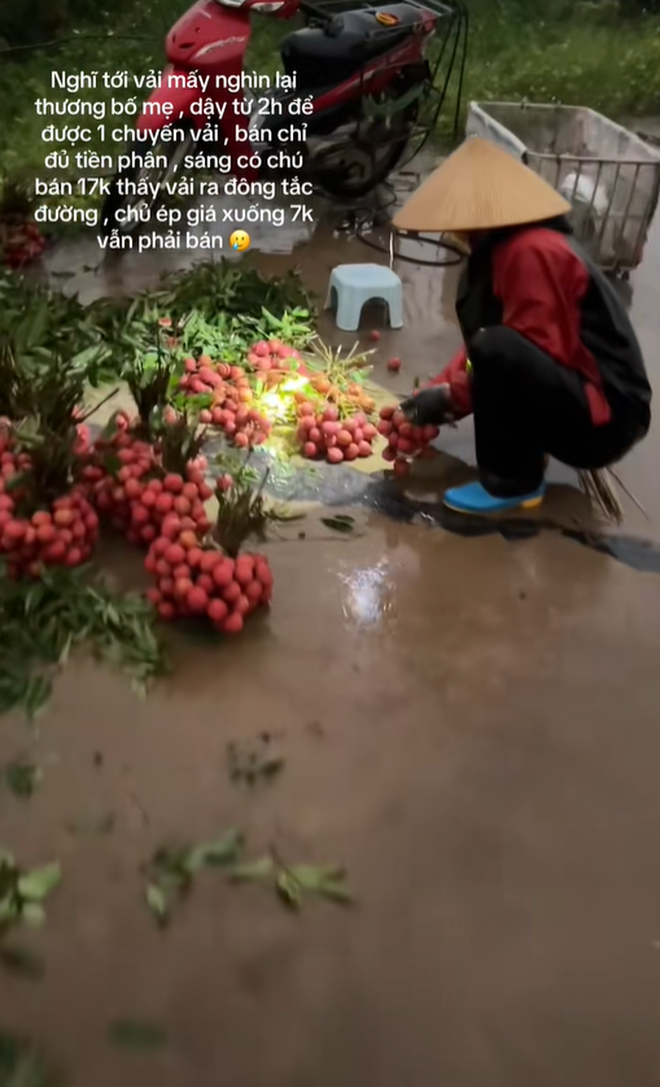 "Khối nghỉ hè" dùng TikTok rao bán vải hộ bố mẹ, 2h sáng được huy động ra vườn soi đèn thu hoạch- Ảnh 5. "Khối nghỉ hè" dùng TikTok rao bán vải hộ bố mẹ, 2h sáng được huy động ra vườn soi đèn thu hoạch- Ảnh 5.