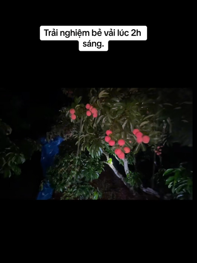 "Khối nghỉ hè" dùng TikTok rao bán vải hộ bố mẹ, 2h sáng được huy động ra vườn soi đèn thu hoạch- Ảnh 2. "Khối nghỉ hè" dùng TikTok rao bán vải hộ bố mẹ, 2h sáng được huy động ra vườn soi đèn thu hoạch- Ảnh 2.