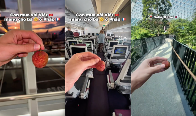 Khách Tây mang quả vải "to nhất Việt Nam" sang Pháp và cái kết rớt nước mắt- Ảnh 2. Khách Tây mang quả vải "to nhất Việt Nam" sang Pháp và cái kết rớt nước mắt- Ảnh 2.