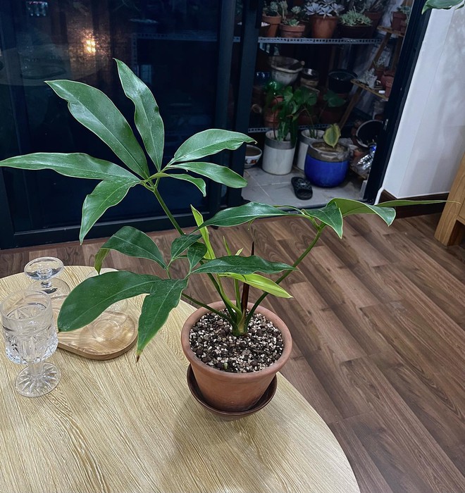 Bức ảnh bình lúa trên bàn làm việc giúp nam nhân viên SN 2000 "phá đảo” bộ môn cắm hoa văn phòng- Ảnh 14. Bức ảnh bình lúa trên bàn làm việc giúp nam nhân viên SN 2000 "phá đảo” bộ môn cắm hoa văn phòng- Ảnh 14.