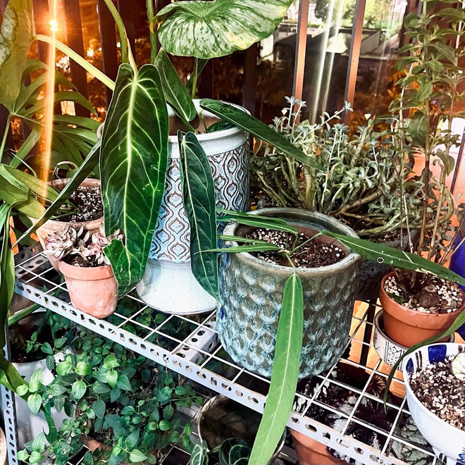 Bức ảnh bình lúa trên bàn làm việc giúp nam nhân viên SN 2000 "phá đảo” bộ môn cắm hoa văn phòng- Ảnh 12. Bức ảnh bình lúa trên bàn làm việc giúp nam nhân viên SN 2000 "phá đảo” bộ môn cắm hoa văn phòng- Ảnh 12.