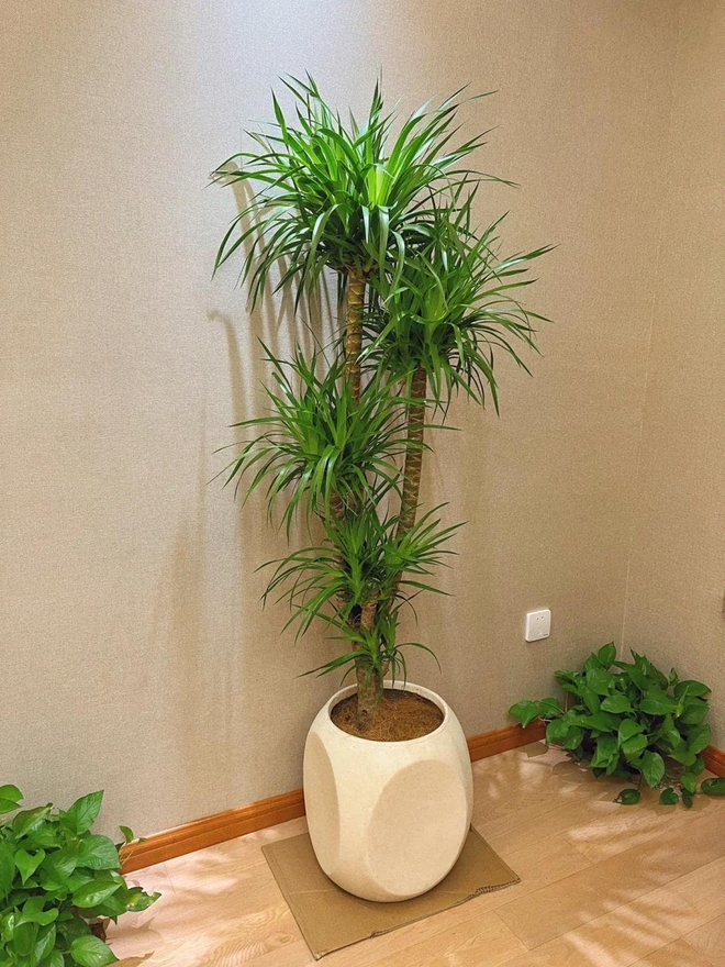 Khuyên thật lòng: Phòng khách trồng đúng 3 cây này, vượng khí dâng cao, tiền về như nước- Ảnh 9.