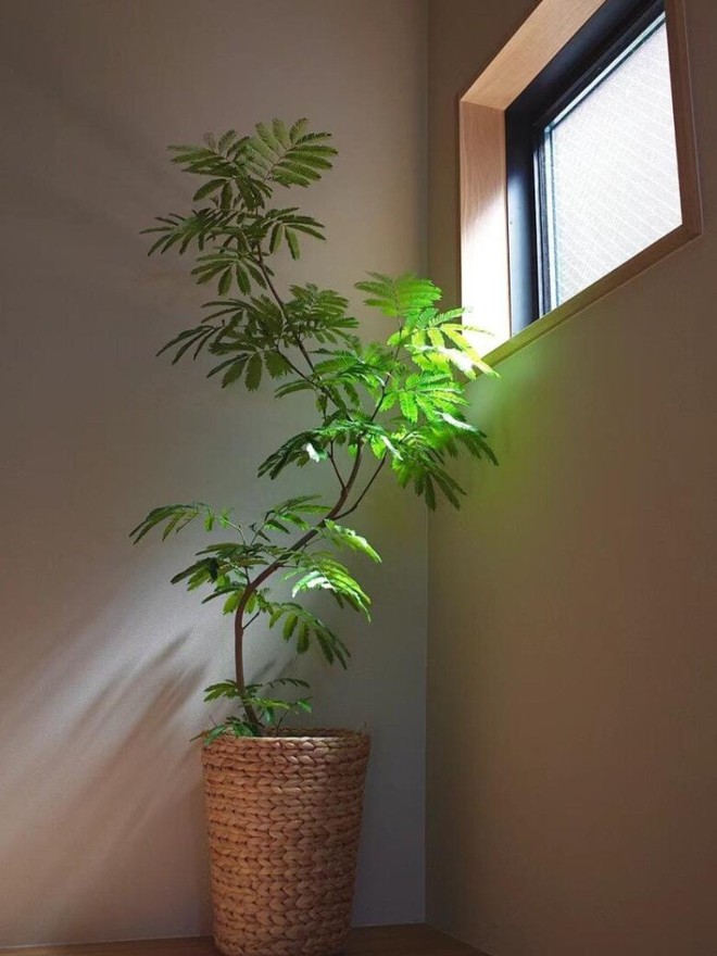 Khuyên thật lòng: Phòng khách trồng đúng 3 cây này, vượng khí dâng cao, tiền về như nước- Ảnh 5.