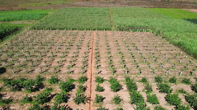 Toàn cảnh trang trại được Quang Linh rót vốn tiền tỷ: hiện trạng ra sao sau 2 tháng ông chủ gặp biến cố- Ảnh 4.