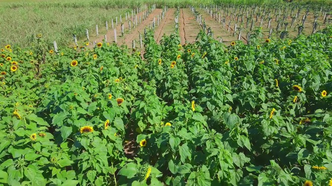 Toàn cảnh trang trại được Quang Linh rót vốn tiền tỷ: hiện trạng ra sao sau 2 tháng ông chủ gặp biến cố- Ảnh 3.