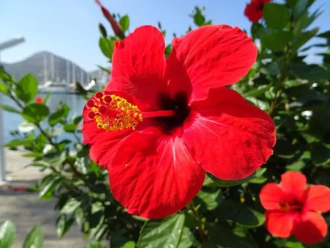 Cúng Mùng 1 tháng 6 nhuận: 5 loài hoa cắm bàn thờ được lòng bề trên, 4 loài phải tránh kẻo phạm lỗi- Ảnh 7.