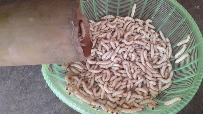 3 món đặc sản "ngọ nguậy" của Việt Nam khiến du khách nước ngoài khóc thét, người Việt lại mê tít- Ảnh 2.