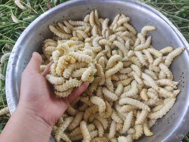 3 món đặc sản "ngọ nguậy" của Việt Nam khiến du khách nước ngoài khóc thét, người Việt lại mê tít- Ảnh 4.