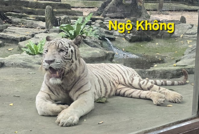 Thảo Cầm Viên ra thông báo đặc biệt về Ngộ Không - chú hổ trắng "đốn tim" nhiều du khách- Ảnh 1.